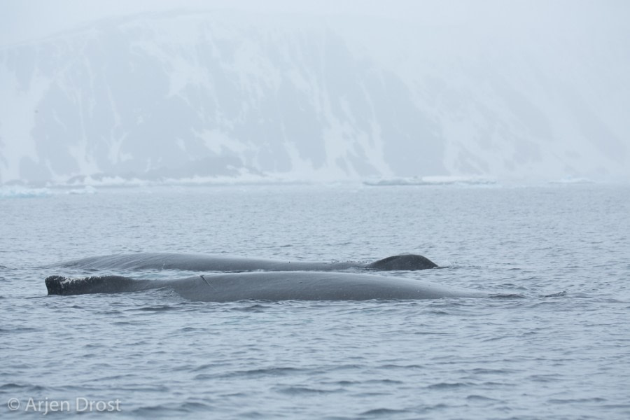 Humpback whales near Kinnes Cove © Arjen Drost, Natureview - Oceanwide Expeditions.jpg