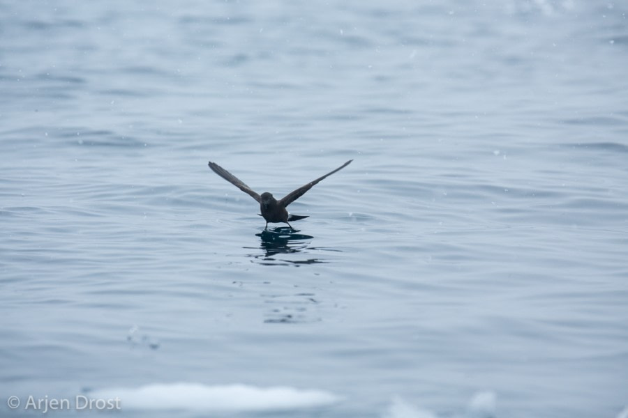 Wilson's Storm Petrel © Arjen Drost, Natureview - Oceanwide Expeditions.jpg
