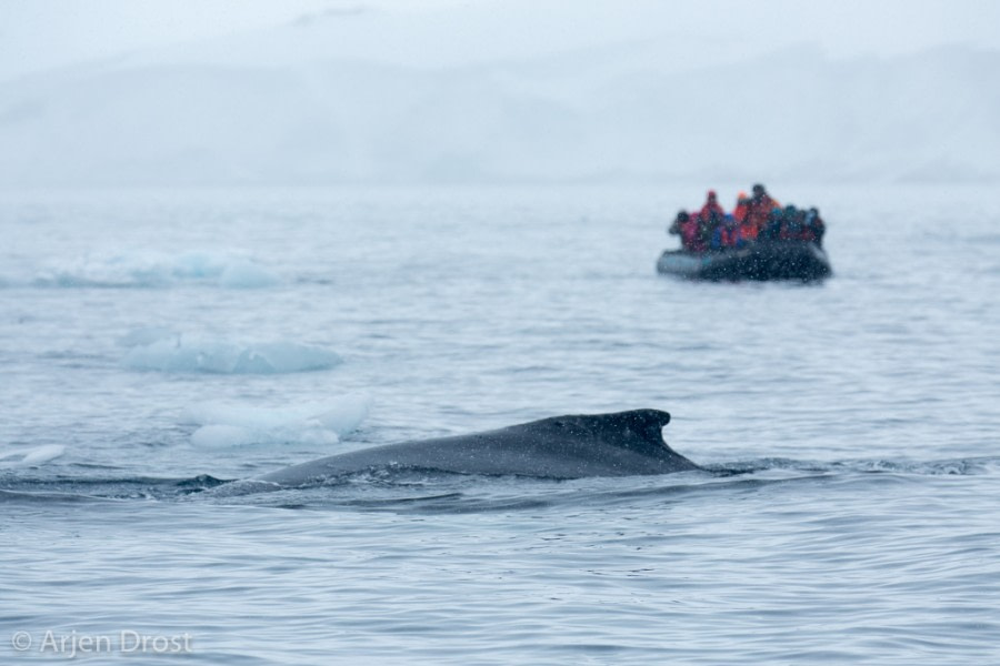 Zodiac cruise, Humpback whale near Kinnes Cove © Arjen Drost, Natureview - Oceanwide Expeditions.JPG