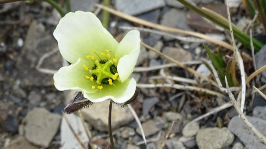 Macro-photography, Svalbard poppy © Meike Sjoer - Oceanwide Expeditions.jpeg