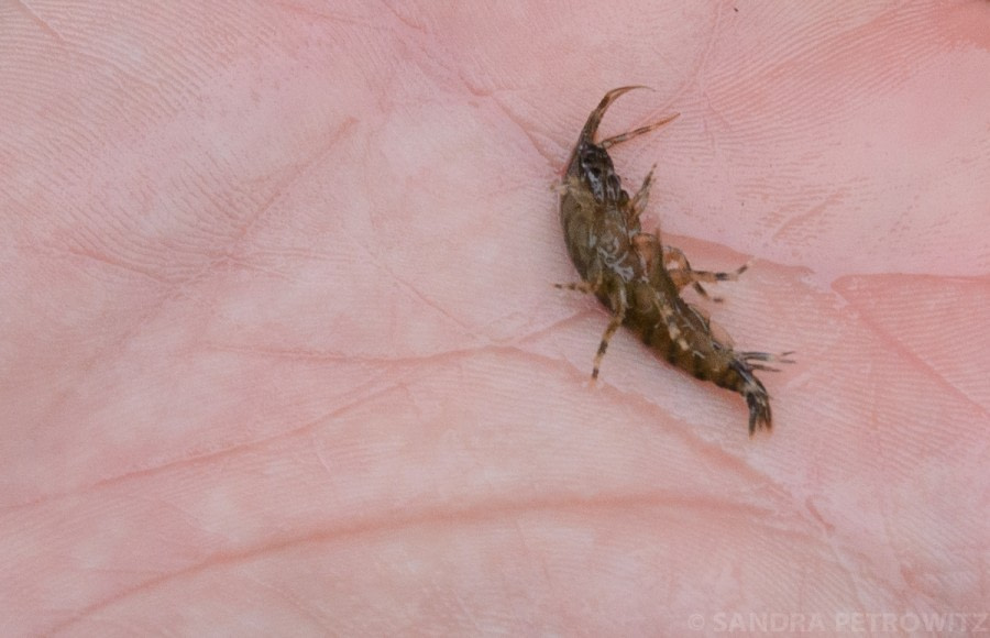 Marine biology, Krill © Sandra Petrowitz - Oceanwide Expeditions.jpg