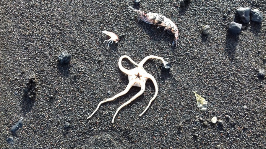 Marine biology, Krill and Starfish © Unknown photographer - Oceanwide Expeditions.jpeg