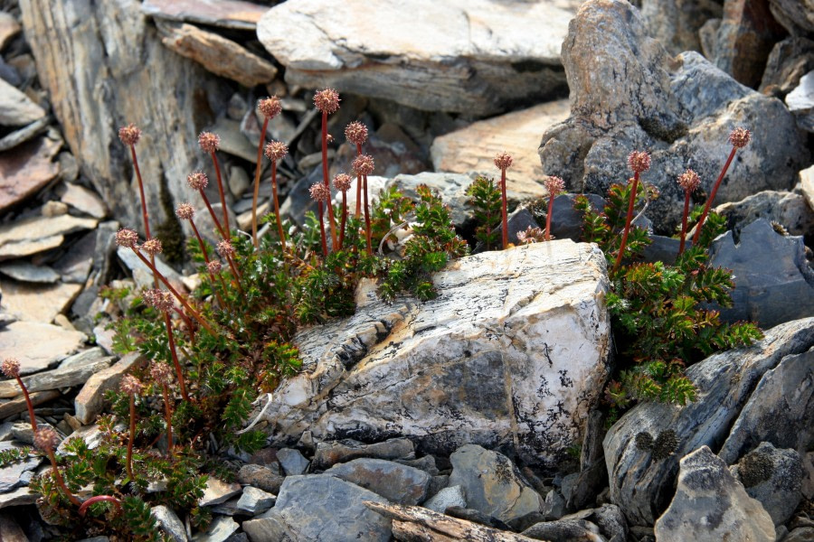 Geology, 'Greater Burnet' at Godthul, South Georgia © Jan Bryde - Oceanwide Expeditions.jpg