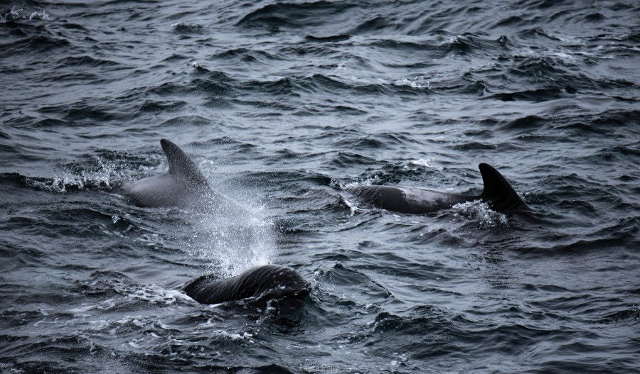 Sea day toward Ushuaia