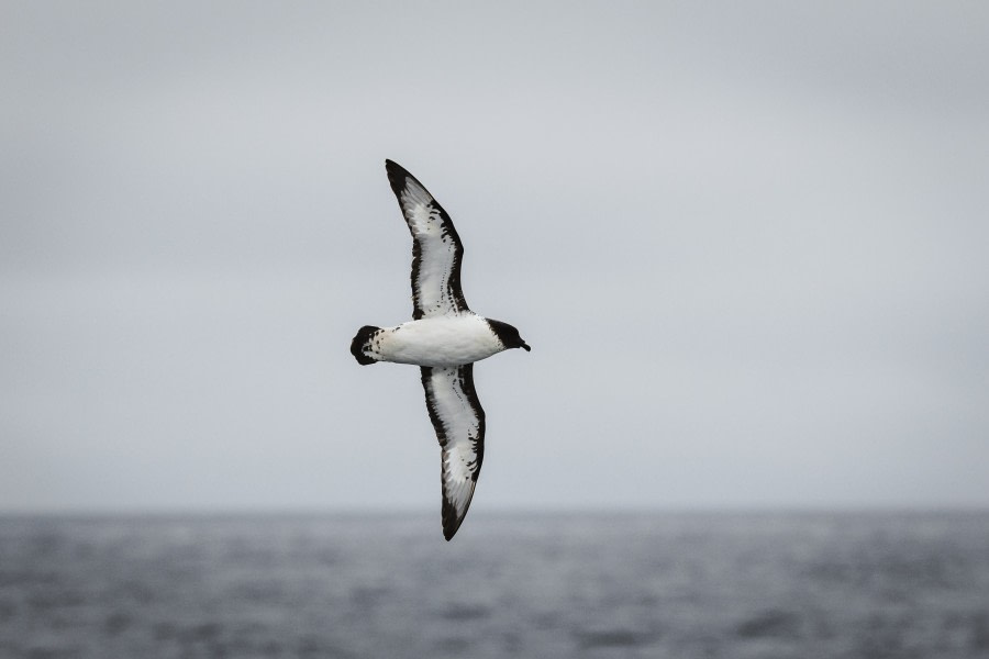 Sea day toward the Falkland Island