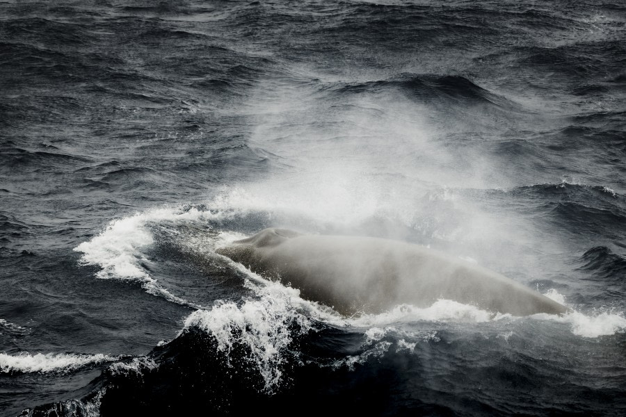 Sea day toward Falkland Island