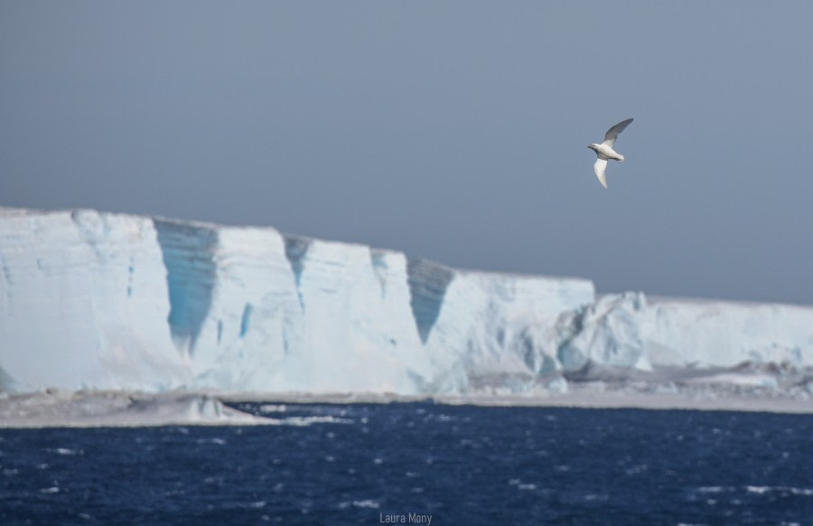 Weddell Sea Exploration