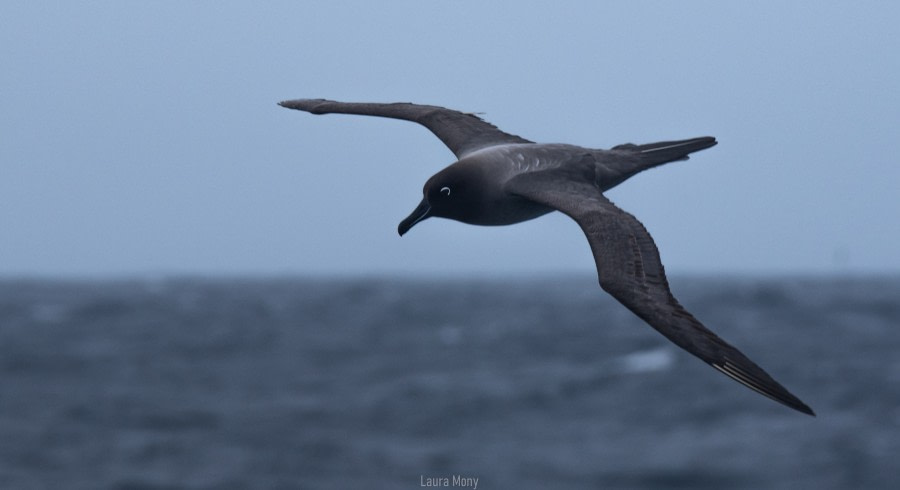 Sea day towards South Orkney Island