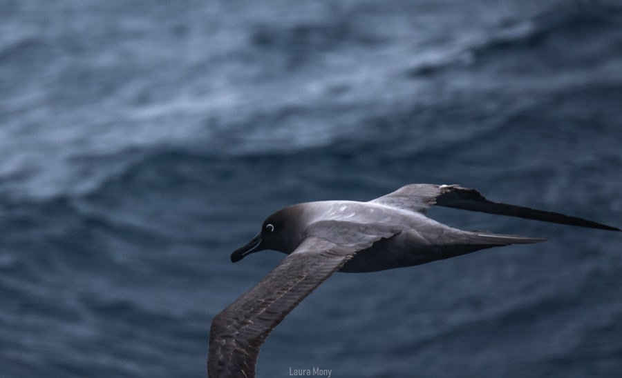 Auf See in Richtung Antarktis – Drake’s Passage
