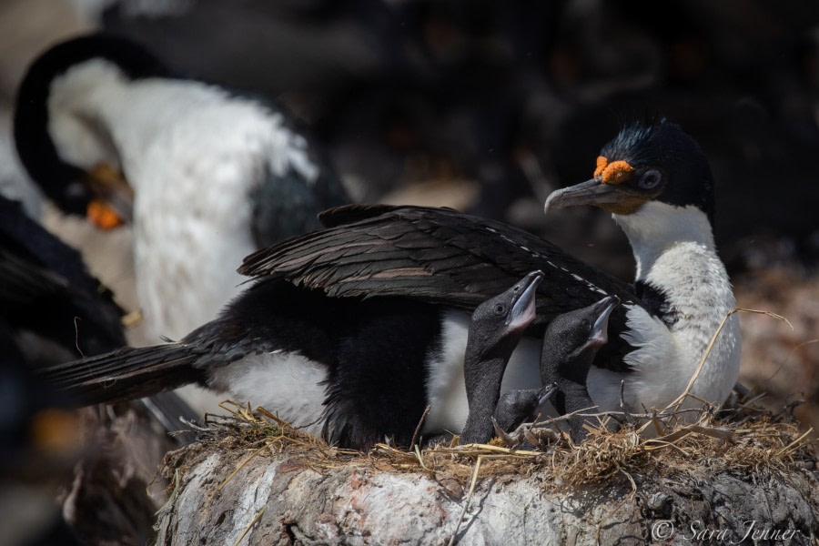 HDSEC-21, Day 18_Bleaker Island - Blue eyed shags 1 - Oceanwide Expeditions.jpg