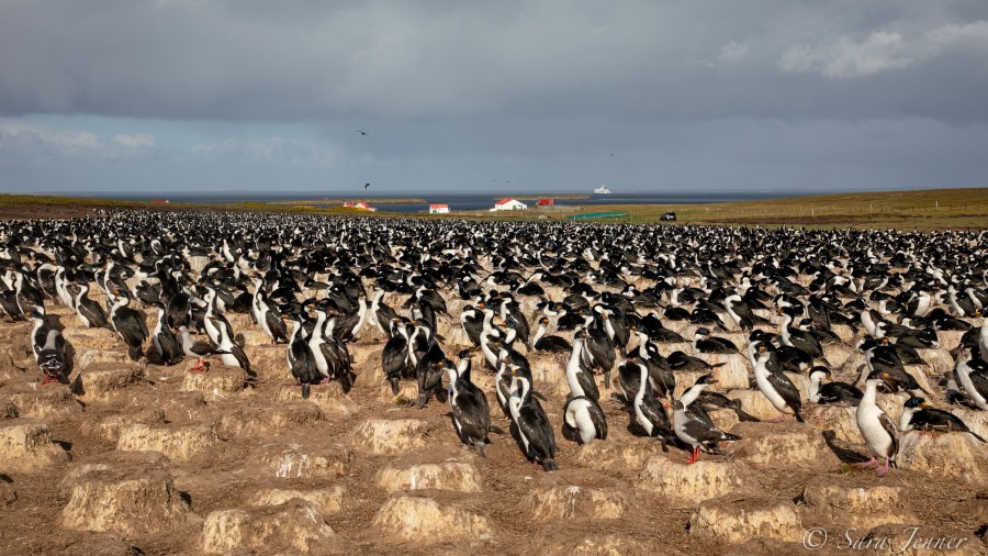 Bleaker Island - Falkland Islands