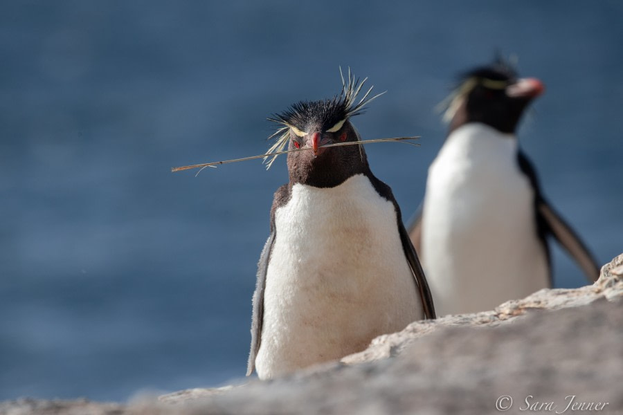 HDSEC-21, Day 18_Bleaker Island -Rockhoppers - Oceanwide Expeditions.jpg