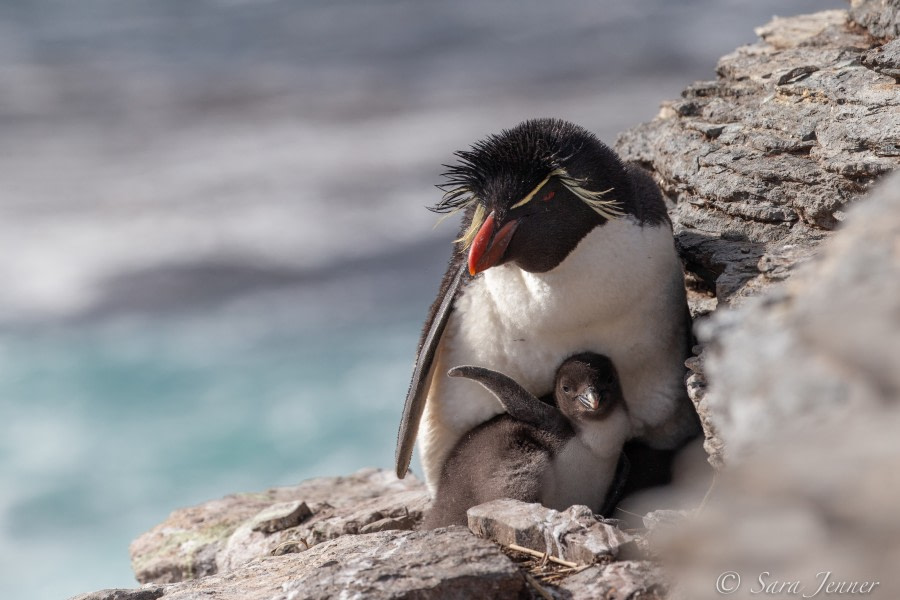 HDSEC-21, Day 18_Bleaker Island -Rockhoppers 3 - Oceanwide Expeditions.jpg