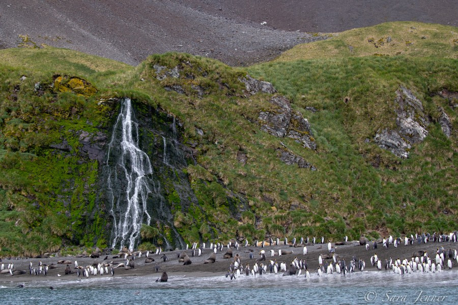 Right Whale Bay