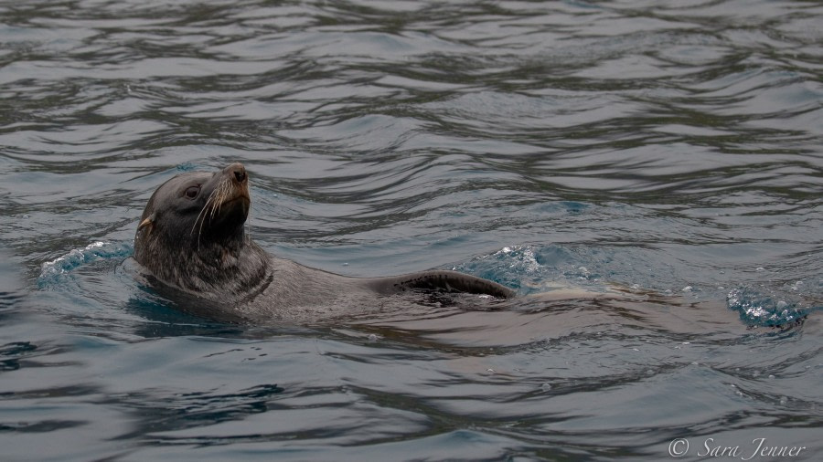 HDSEC-21, Day 14_Right Whale Bay -Fur Seal - Oceanwide Expeditions.jpg