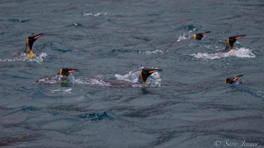 HDSEC-21, Day 14_Right Whale Bay King Penguins - Oceanwide Expeditions.jpg