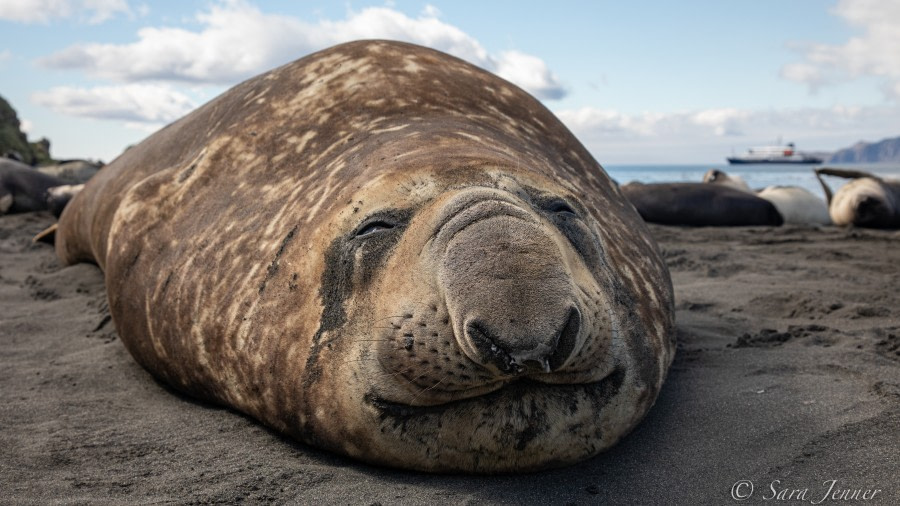 HDSEC-21, Day 13_Gold Harbour- Elephant seal 5 - Oceanwide Expeditions.jpg