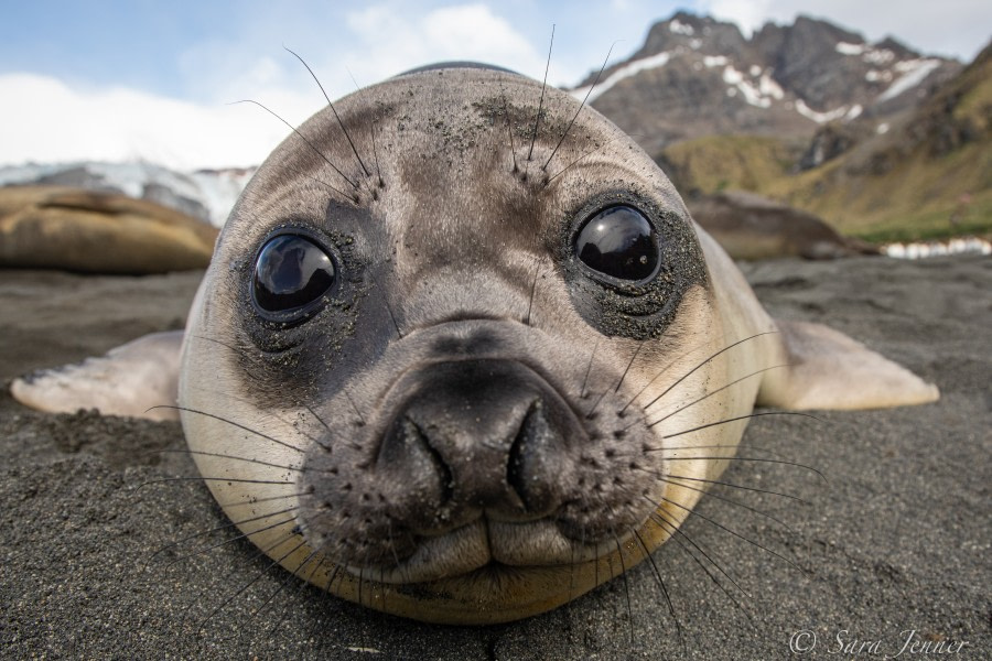 HDSEC-21, Day 13_Gold Harbour- Elephant seal pup 5 - Oceanwide Expeditions.jpg