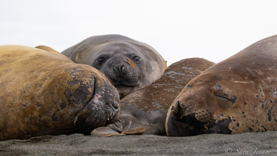 HDSEC-21, Day 13_Gold Harbour Elephant Seals - Oceanwide Expeditions.jpg