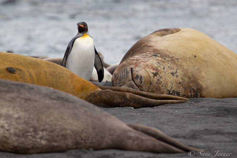 HDSEC-21, Day 13_Gold Harbour- Elephant seals and Penguins - Oceanwide Expeditions.jpg