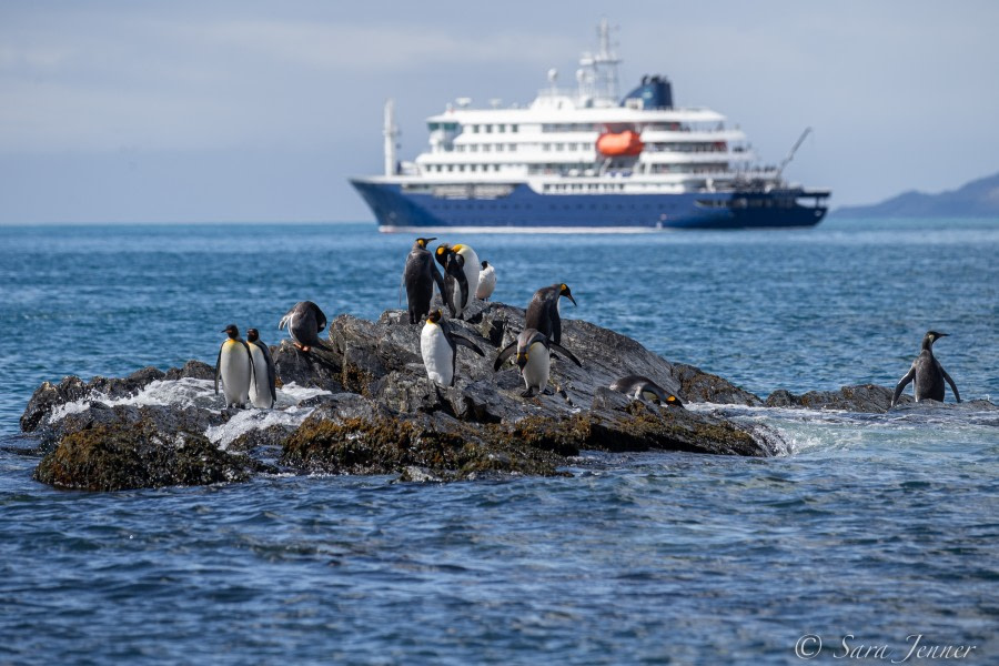 HDSEC-21, Day 13_Gold Harbour King Penguin and Hondius - Oceanwide Expeditions.jpg