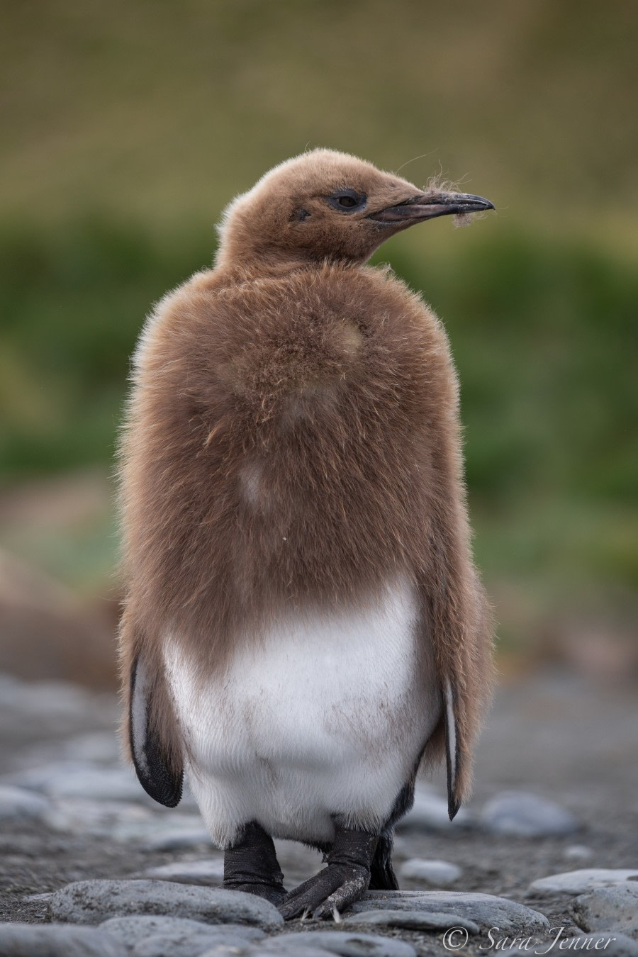 HDSEC-21, Day 13_Gold Harbour King Penguin Chick - Oceanwide Expeditions.jpg