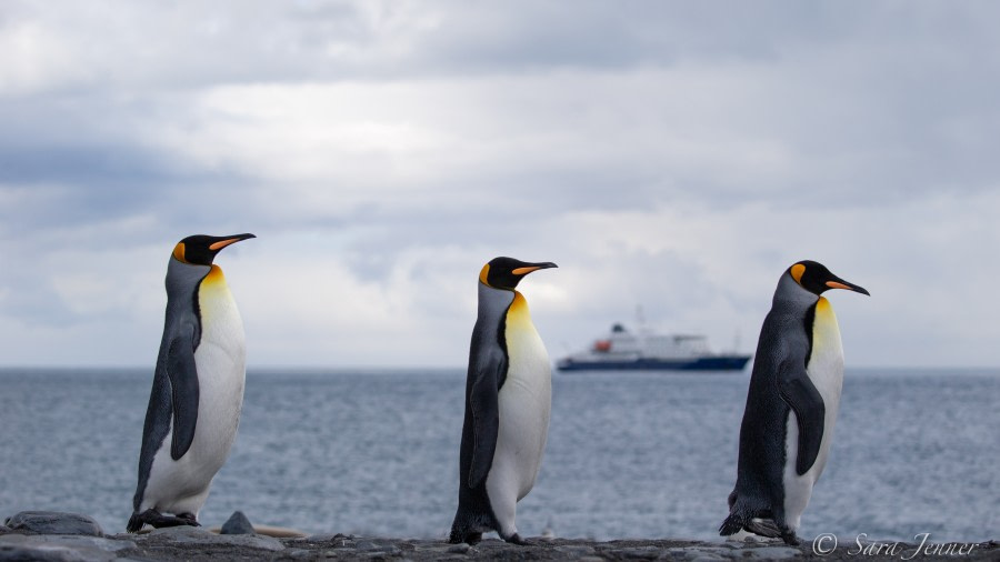 HDSEC-21, Day 13_Gold Harbour King Penguins - Oceanwide Expeditions.jpg