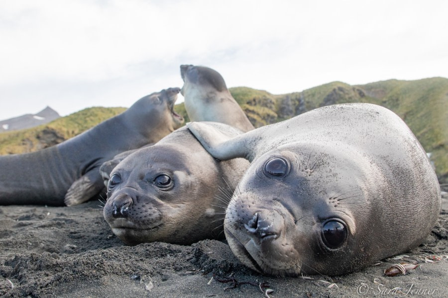 HDSEC-21, Day 13_Gold Harbour Seal Pups - Oceanwide Expeditions.jpg