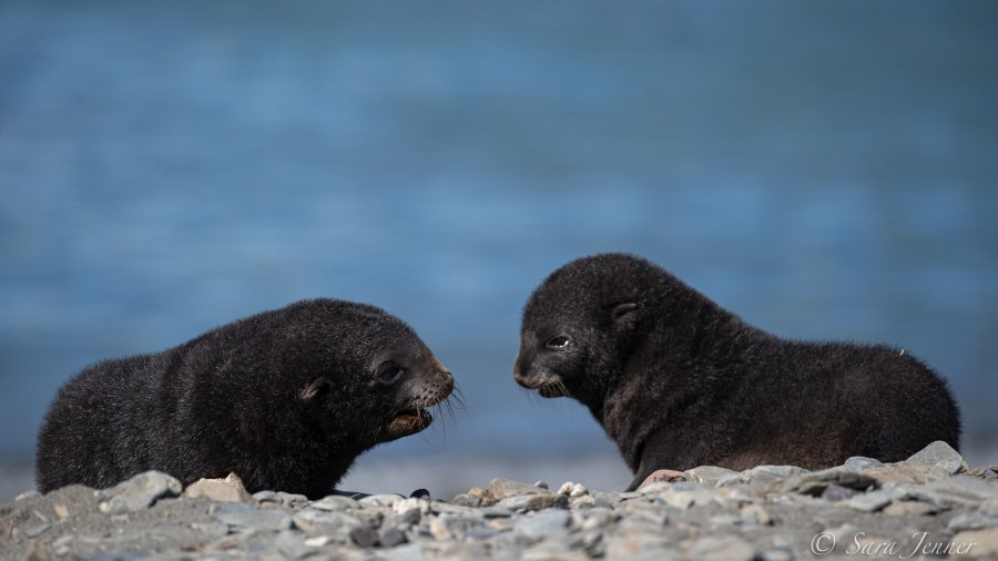 HDSEC-21, Day 13_Ocean Harbour - Fur Seal Pups - Oceanwide Expeditions.jpg