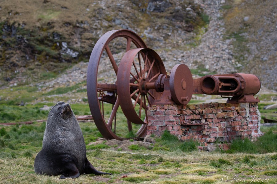 HDSEC-21, Day 13_Ocean Harbour - Male fur seal 1 - Oceanwide Expeditions.jpg