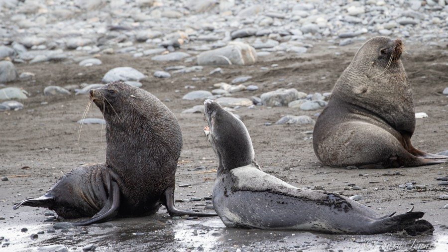 HDSEC-21, Day 11_Salisbury Plain - Leopard Seal 3 - Oceanwide Expeditions.jpg