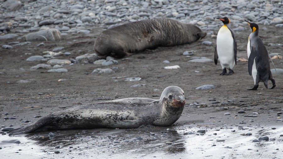 HDSEC-21, Day 11_Salisbury Plain - Leopard Seal 4 - Oceanwide Expeditions.jpg