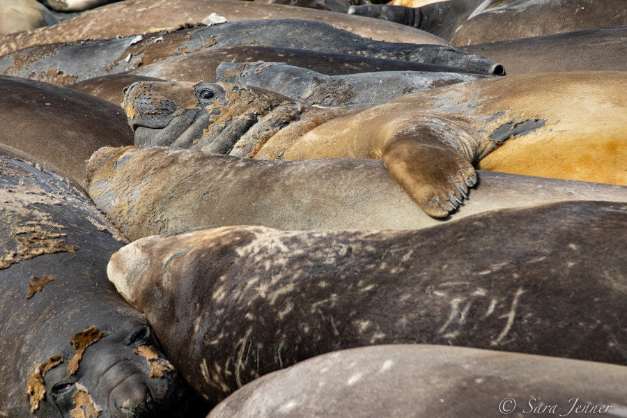 HDSEC-21, Day 13_Gold Harbour -Elephant Seal 1 - Oceanwide Expeditions.jpg