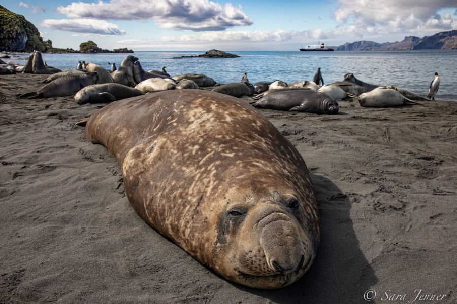 HDSEC-21, Day 13_Gold Harbour -Elephant Seal 3 - Oceanwide Expeditions.jpg