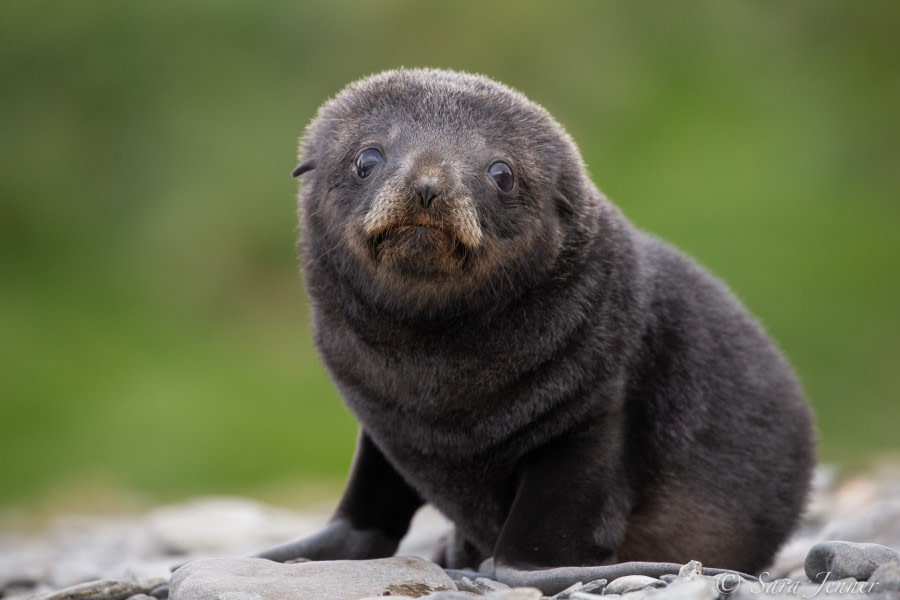 HDSEC-21, Day 10_Gryviken- Fur Seal Pup 2 - Oceanwide Expeditions.jpg