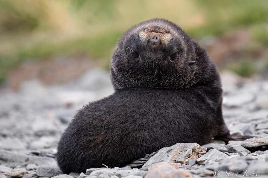 HDSEC-21, Day 10_Gryviken- Fur Seal pup 4 - Oceanwide Expeditions.jpg