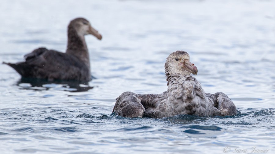 HDSEC-21, Day 11_Possession Bay- Giant Petrel - Oceanwide Expeditions.jpg