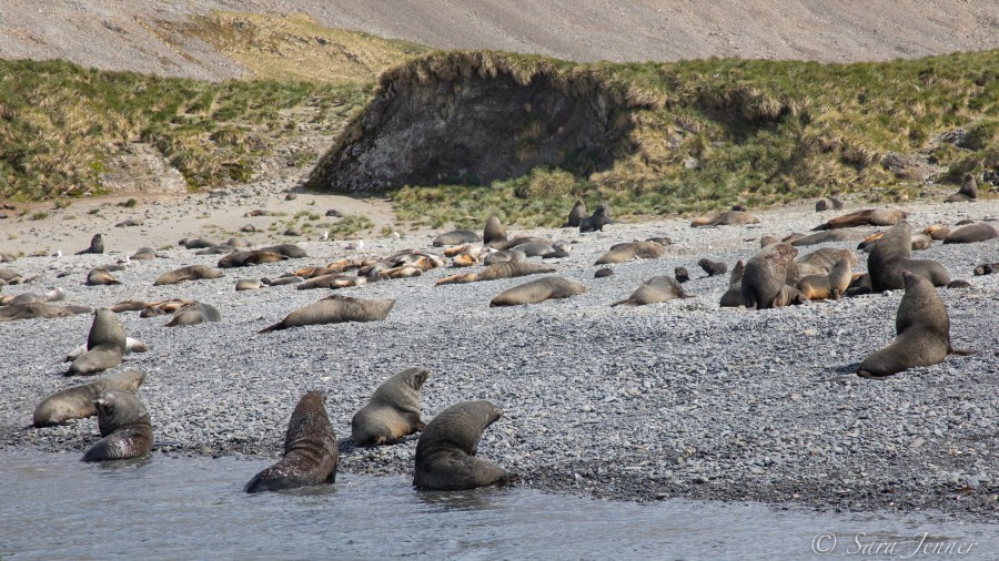 HDSEC-21, Day 11_Rosita - cancelled landing, too many fur seals 2 - Oceanwide Expeditions.jpg