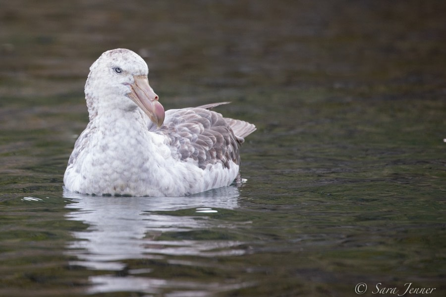 HDSEC-21, Day 11_Rosita - Giant Petrel - Oceanwide Expeditions.jpg