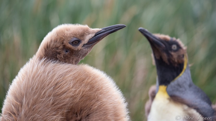 HDSEC-21, Day 11_Salisbury Plain - King Penguins - Oceanwide Expeditions.jpg