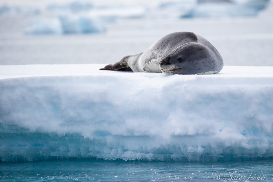 HDSEC-21, Day 5_Foyn Harbour Leopard Seal - Oceanwide Expeditions.jpg