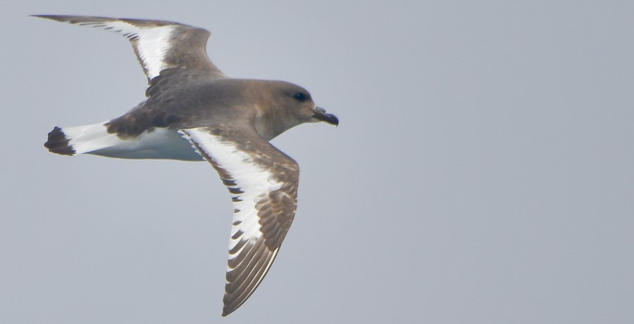 HDSEC-21, Day 6_Antarctic Petrel - Oceanwide Expeditions.jpeg