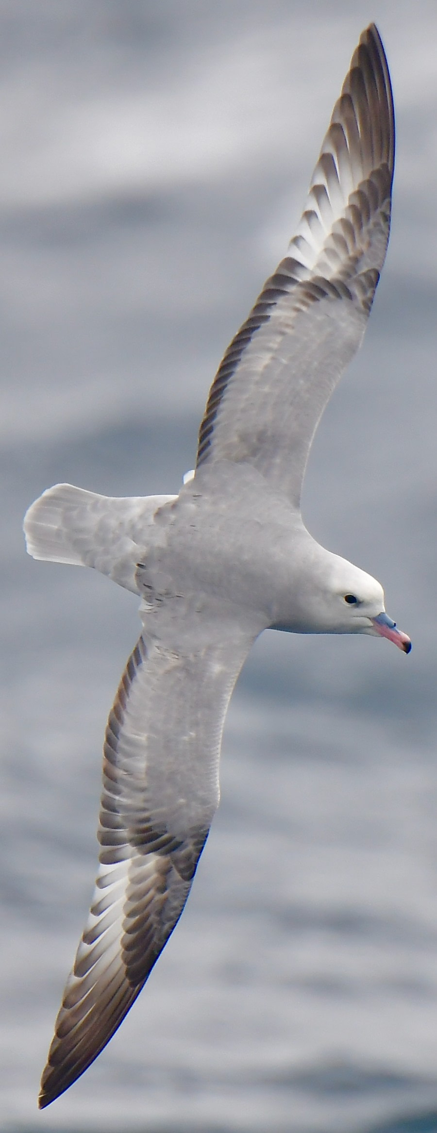 HDSEC-21, Day 6_Southern Fulmar - Oceanwide Expeditions.jpeg