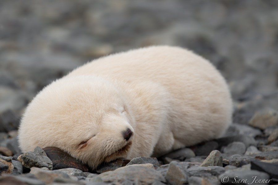 South Georgia - Grytviken