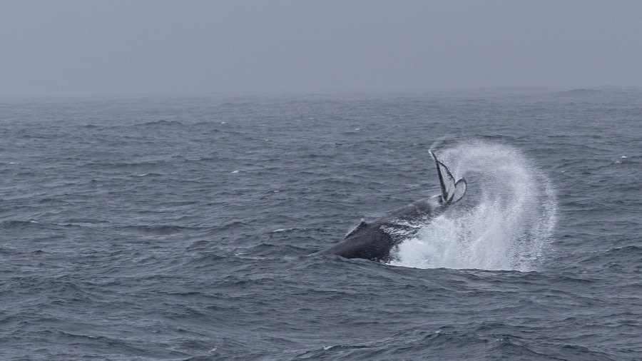 HDSEC-21, Day 3_03_Drake_WhalesBirds-3 - Oceanwide Expeditions.jpg