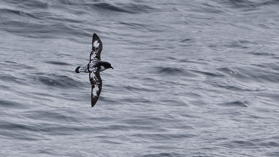 HDSEC-21, Day 3_03_Drake_WhalesBirds-6 - Oceanwide Expeditions.jpg