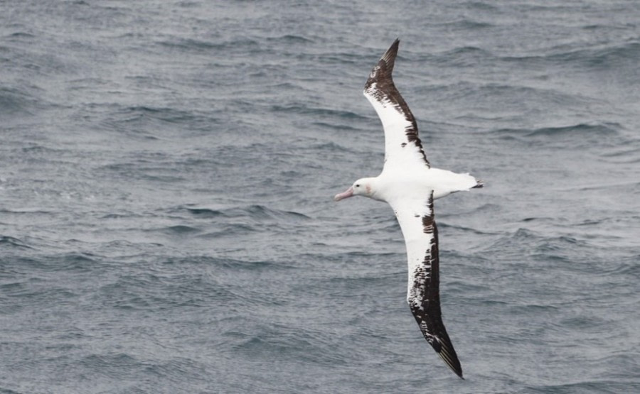 Sea Day – Toward Ushuaia