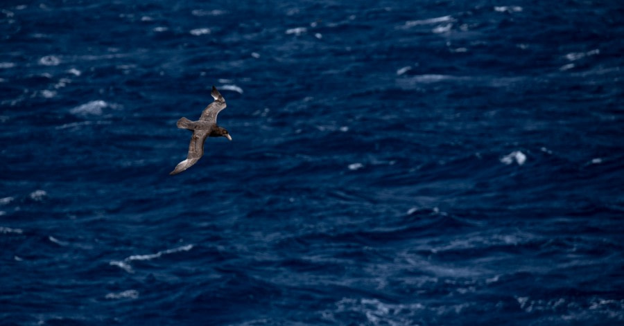 PLAEC-21, Day 17, Southern Giant Petrel © Laura Mony - Oceanwide Expeditions.jpg