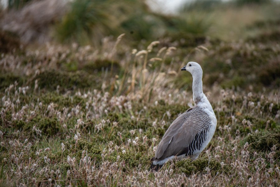 PLAEC-21, Day 18, Upland Goose, Gypsy Cove © Laura Mony - Oceanwide Expeditions.jpg