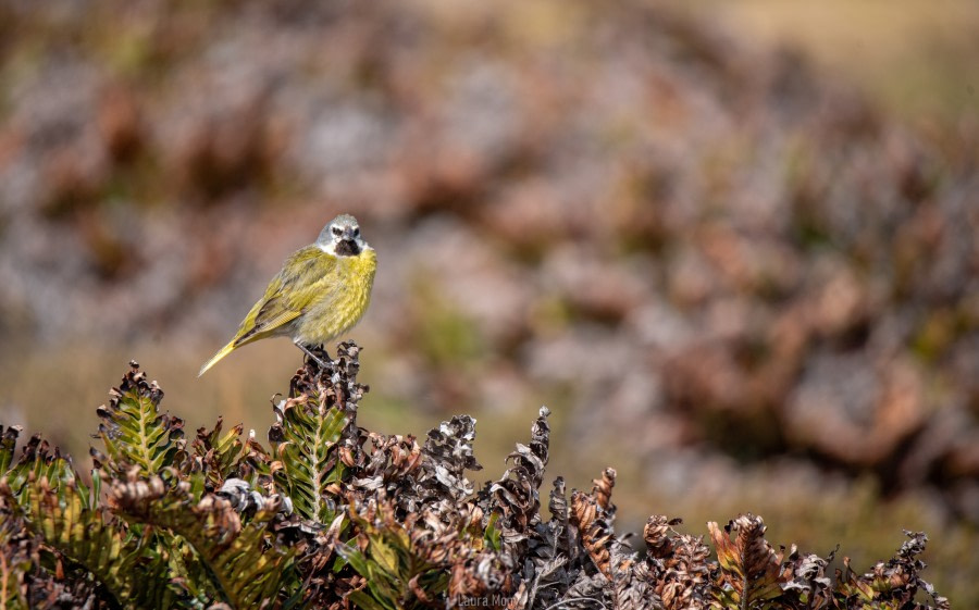 PLAEC-21, Day 18, White-bridled finch, Gypsy Cove © Laura Mony - Oceanwide Expeditions .jpg